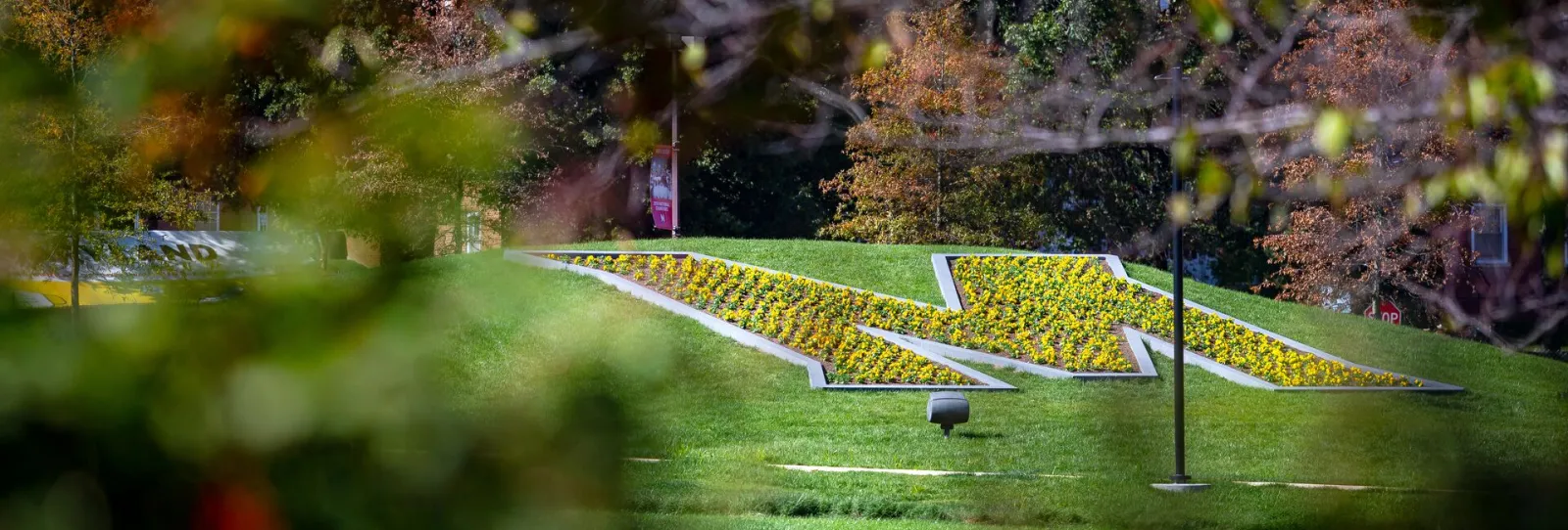 M in lawn