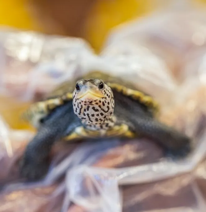 Baby turtle being held